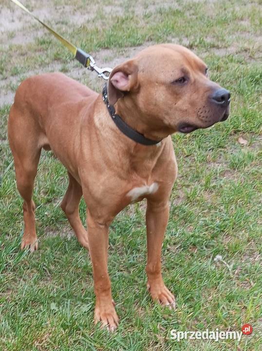 Amerykański Pitbullterrier szczeniaki Pit Bull Bolesławiec sprzedam