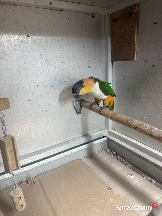 Barwinka czarnogłowa