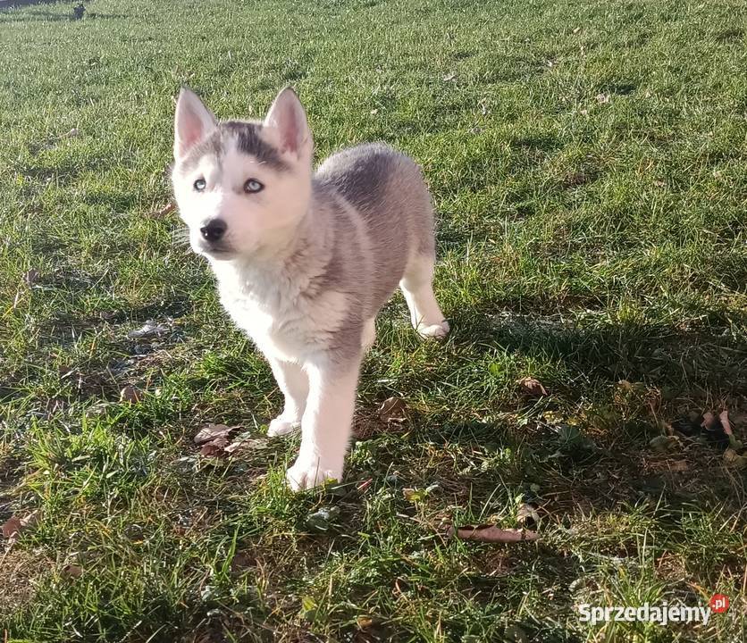 Szczeniaczki Siberian husky gotowe do Zwierzęta Krośniewice