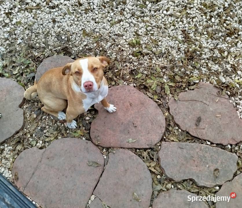 American pitbull terrier Red nose sprzedam