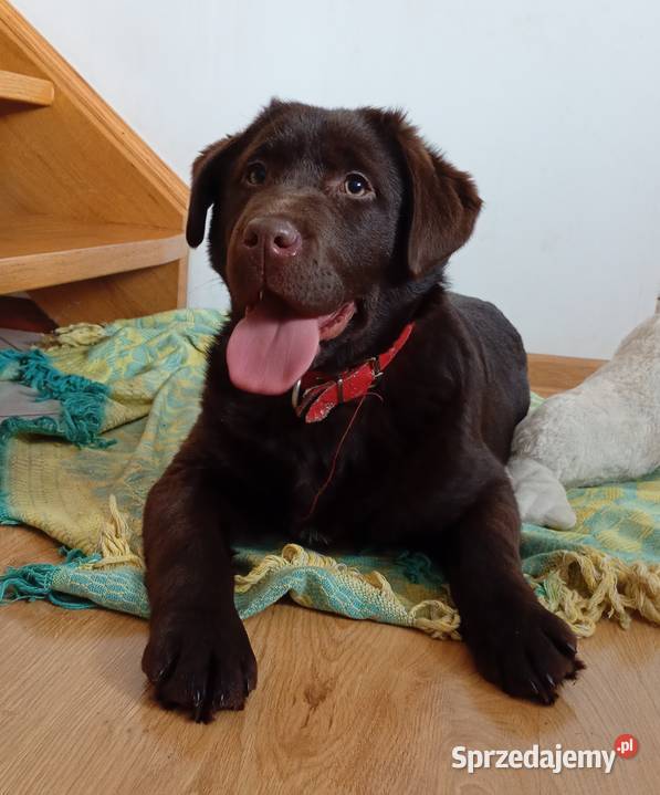 Labrador Retriever suczka Zwierzęta Stara Rokitnia