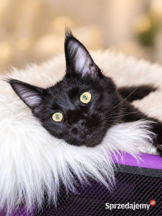 Sultan kocurek Maine Coon Black Solid Poznań sprzedam