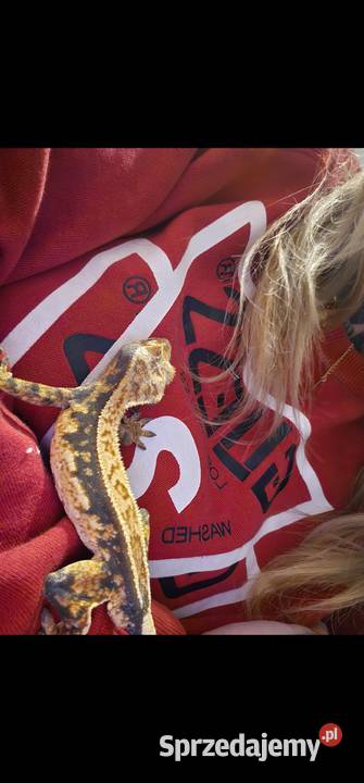 Gekon orzęsiony piękny samiec oswojony Koszalin sprzedam