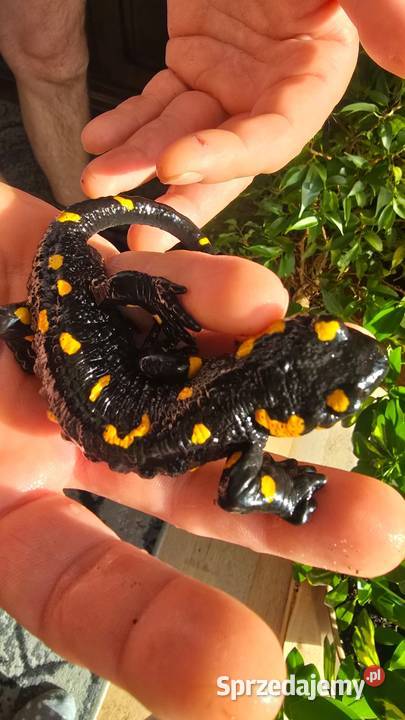 Gekon kameleon jaszczurka salamandra lubelskie Kijany