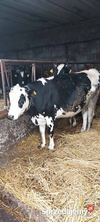 Jałówka cielna 8 miesięcy Jaczew