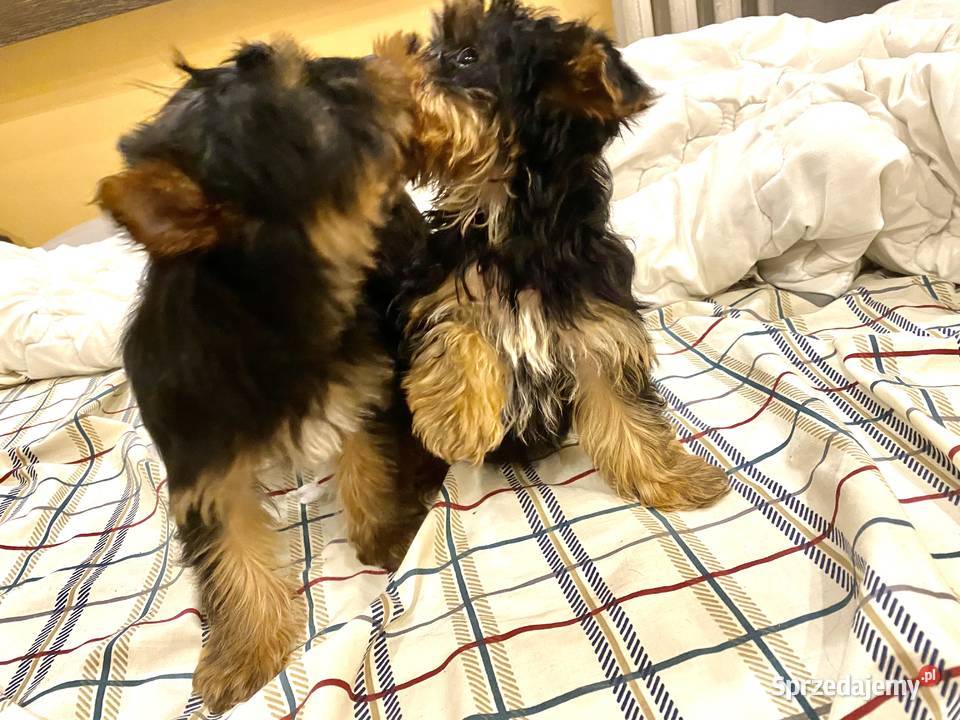 Yorkshire terrier zachodniopomorskie
