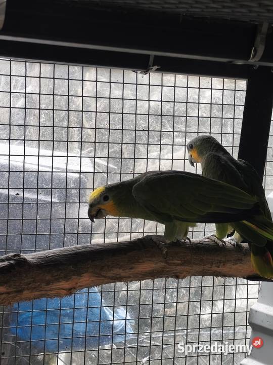 Amazonki modrobrewe kurika para Ptaki Olkusz