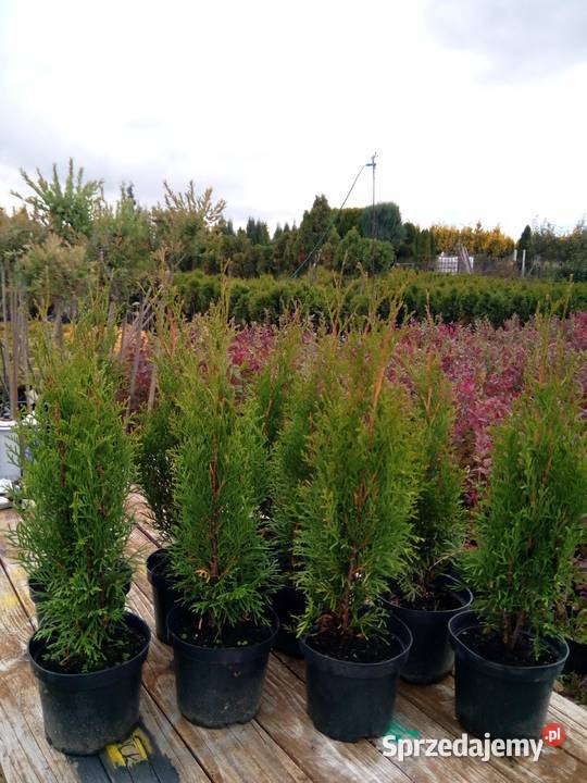 Tuja szmaragd tuje thuja smaragd szmaragdowa podkarpackie