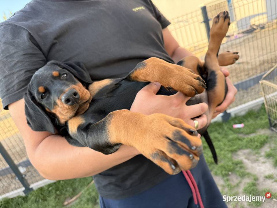 Twój przyszły Doberman zaczyna się tutaj Wrocław