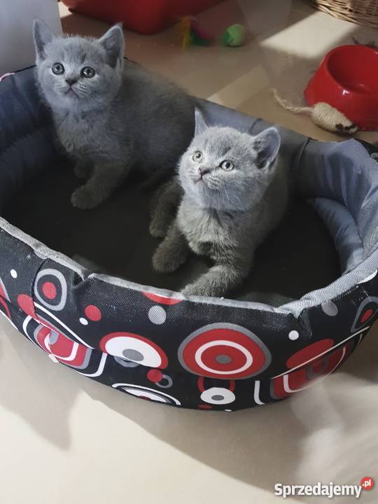 Kocięta Brytyjskie krótkowłose Istebna