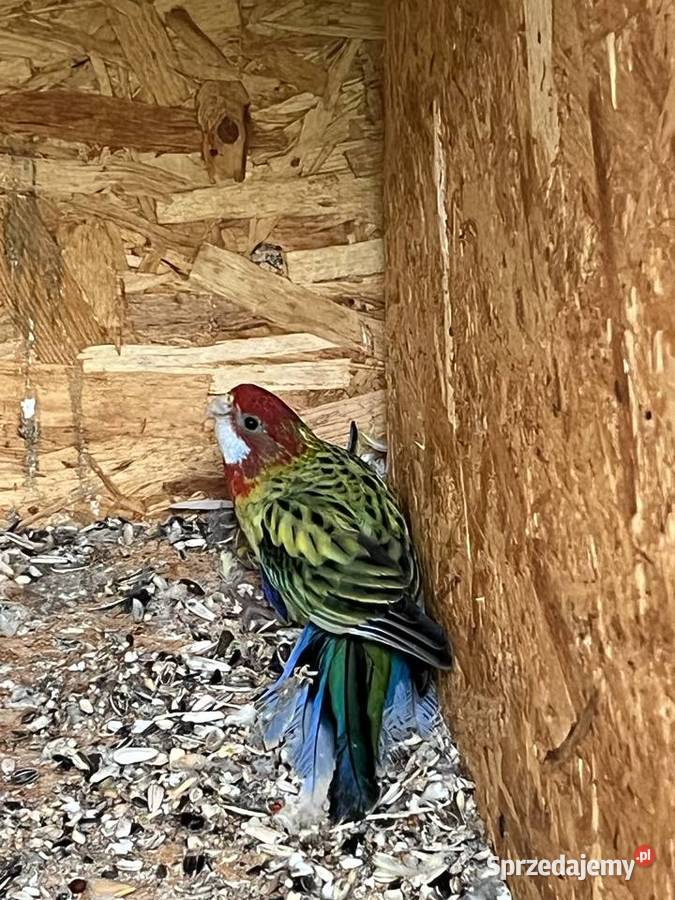 Rozelle białolice dwie sztuki mazowieckie Chomentów-Puszcz