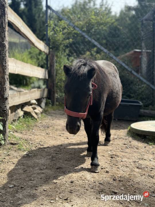 Kuc szetlandzki ogier małopolskie Kraków