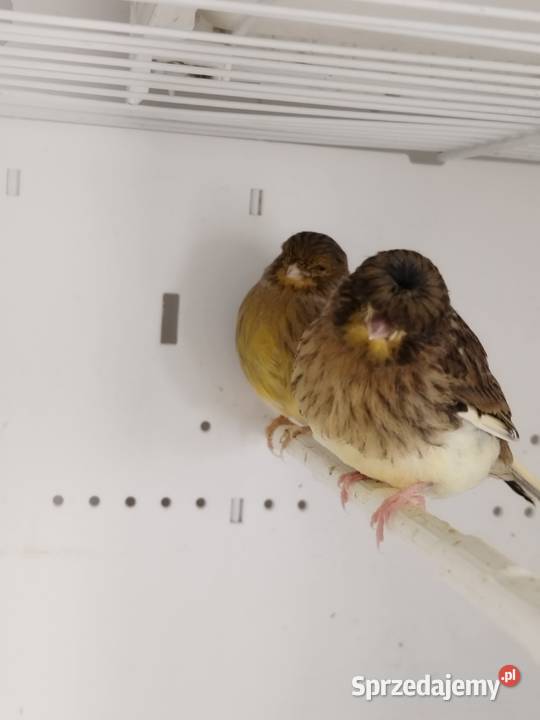 Kanarki Gloster Para Gostyń