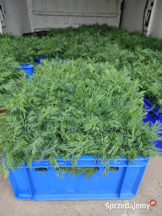 KoperNatkaSzczypior Łęczyca