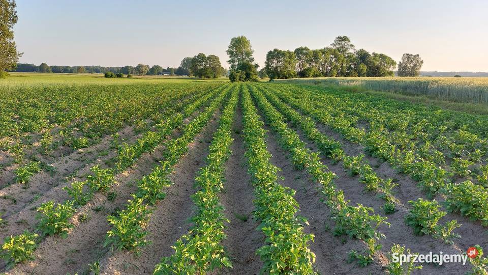 Ziemniaki jadalne IRGA gala dostawy wysyłka Łapy