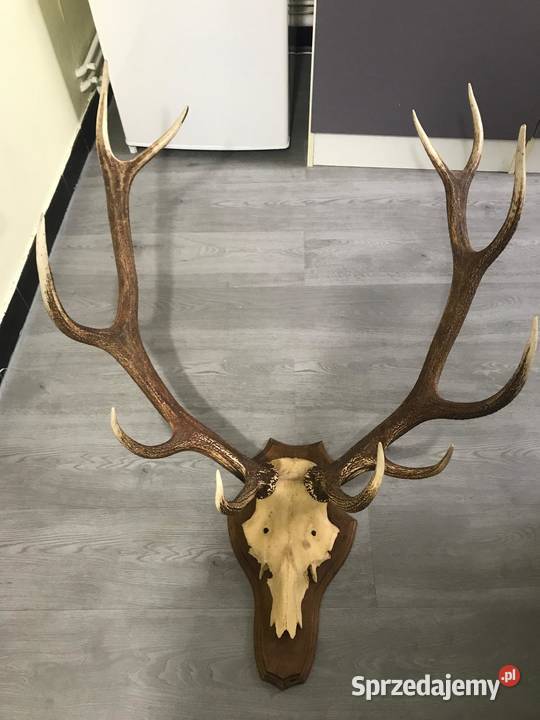 poroze jelenia małopolskie Olkusz