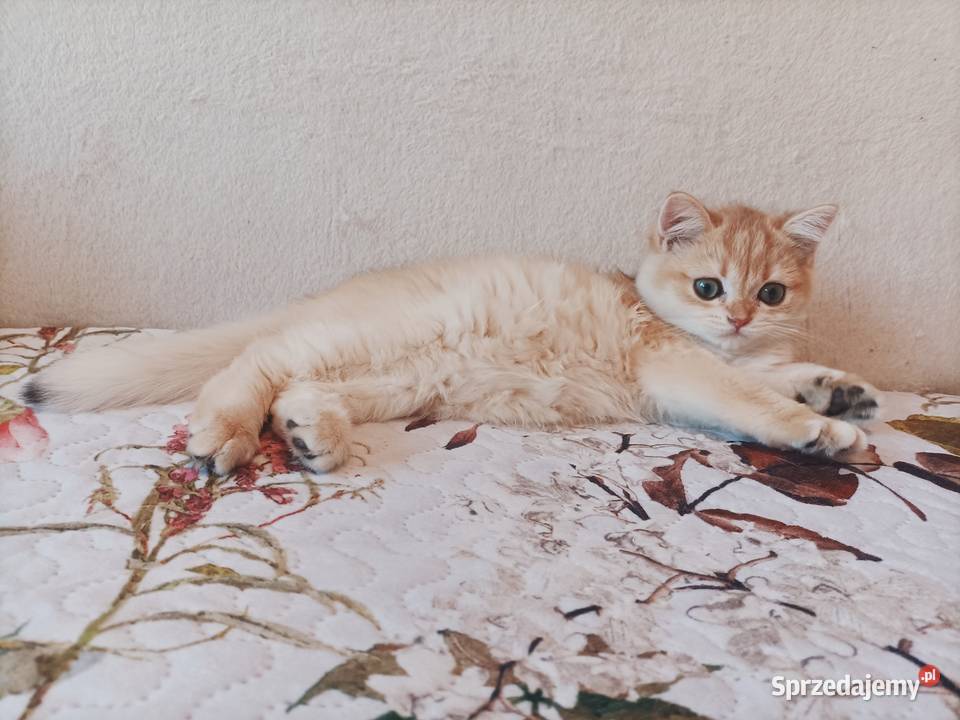 Kot brytyjski kotka brytyjska długowłosy śląskie Częstochowa