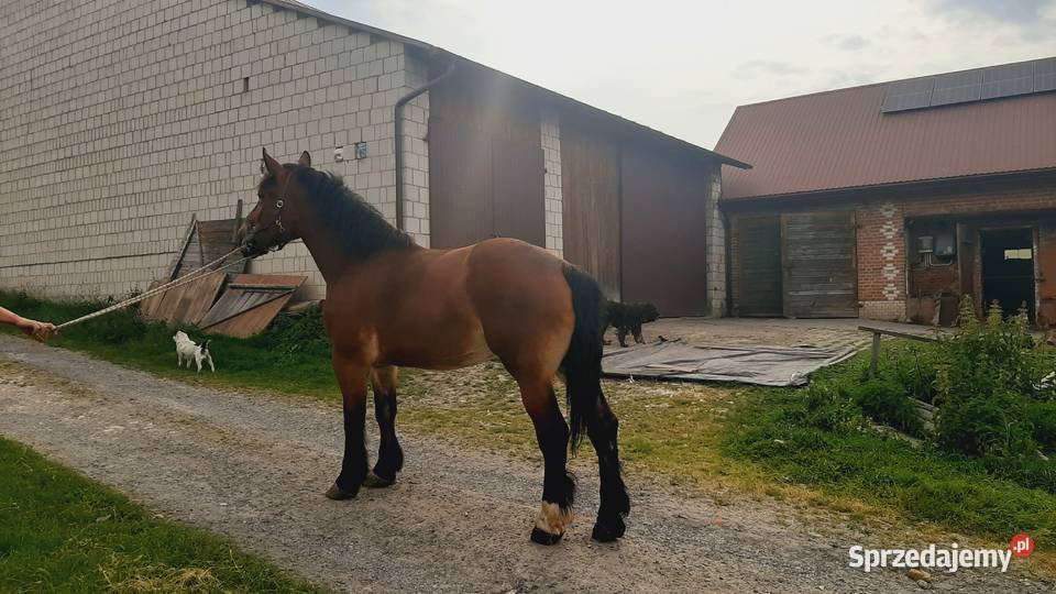 Klacz gniada 5 lat Chrzanów