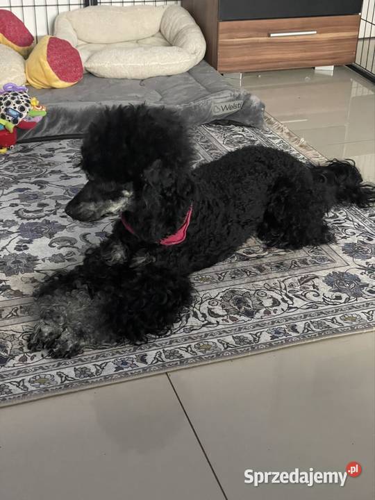 Pudel Miniaturowy piesek Danio Ostrożnica