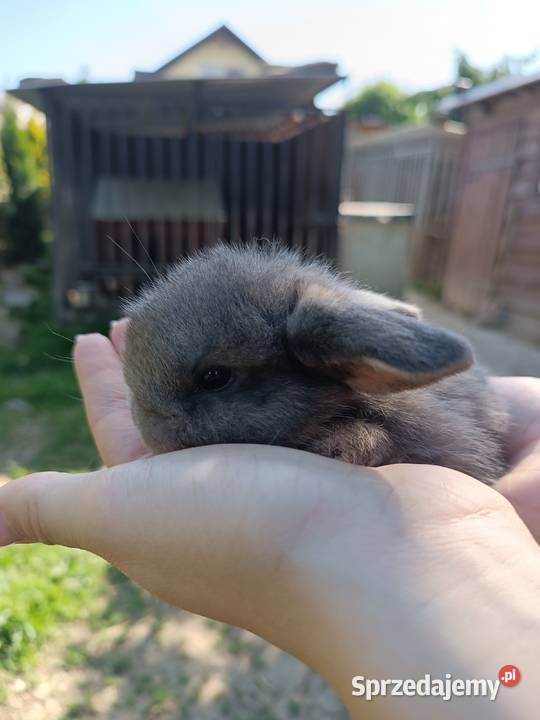 Króliki Mini Lop Jaśliska sprzedam