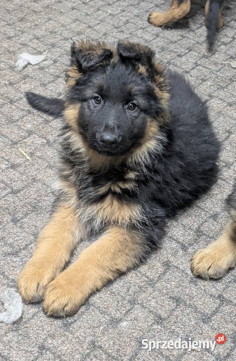 Owczarek niemiecki długowłosy Wołów