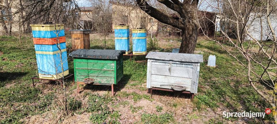 Sprzedam ule Warszawskie poszerzane Wymysły