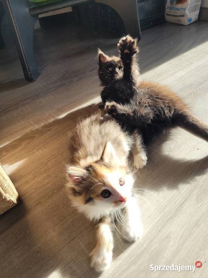 Kotki Maine Coon Polesie Mikułowskie sprzedam