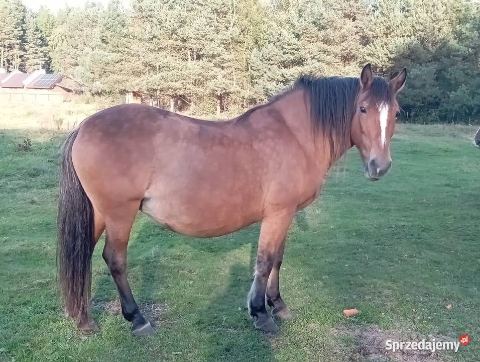 Sprzedam klacz Pogrubianą Zwierzęta