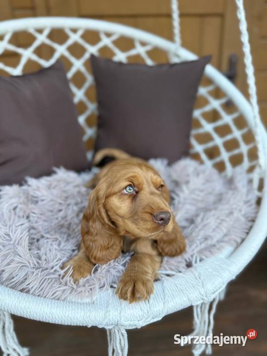 Piękny piesek Cocker Spaniel Angielski