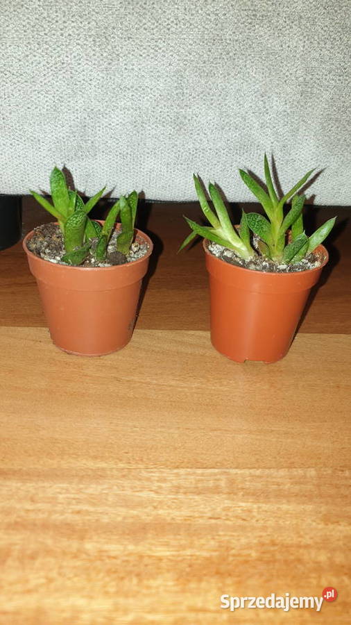 Gasteria mini sukulent roślina rosnąca mazowieckie Warszawa
