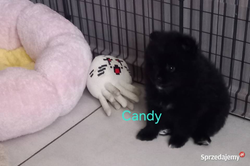 Szpic miniaturowy pomeranian łódzkie Radomsko