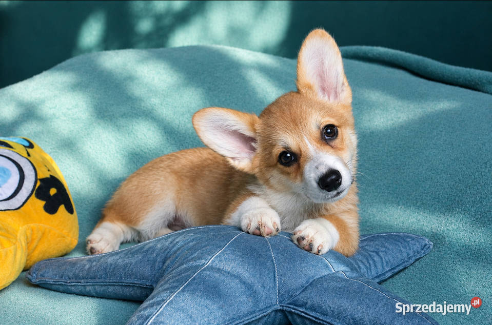 Welsh Corgi Pembroke Dziewczynka Pozostałe małopolskie