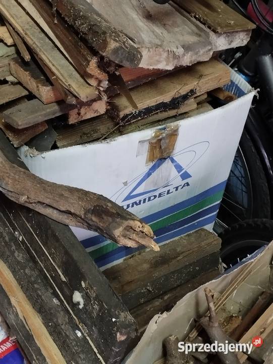 drewno drzewo na opal pieńki