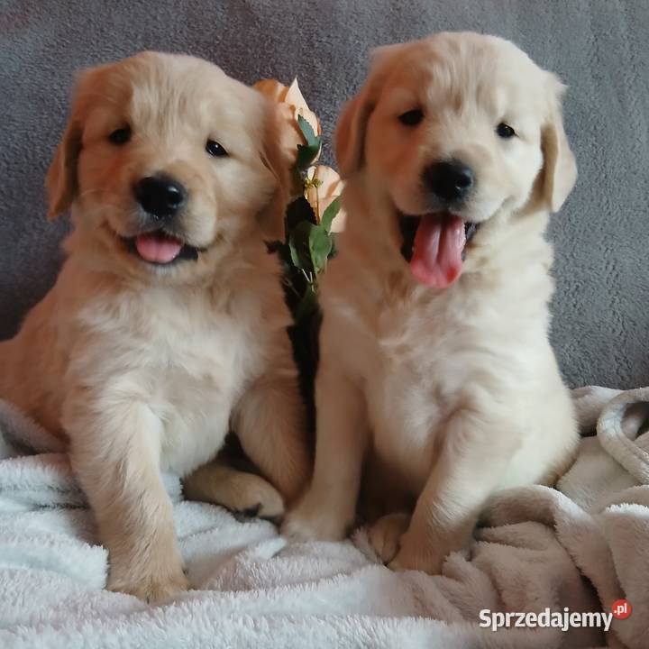 Golden Retriever śliczne szczenięta Toruń