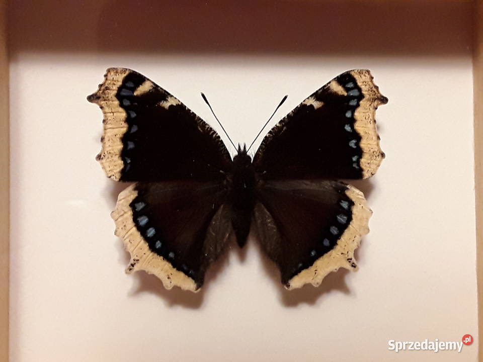 Motyl w ramce 12 x 10 Nymphalis antiopa 62 mm Szczecin