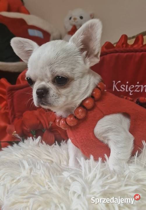 Chihuahua przepiękna dziewczynka Złocieniec