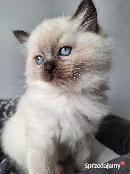 Kotek Ragdoll Alvin Ragdoll Koty śląskie Lędziny