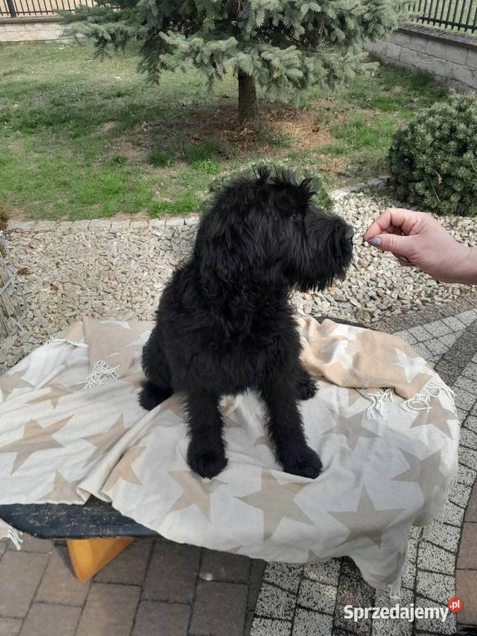 Sznaucer olbrzym szczenięta FCI Rozniszew