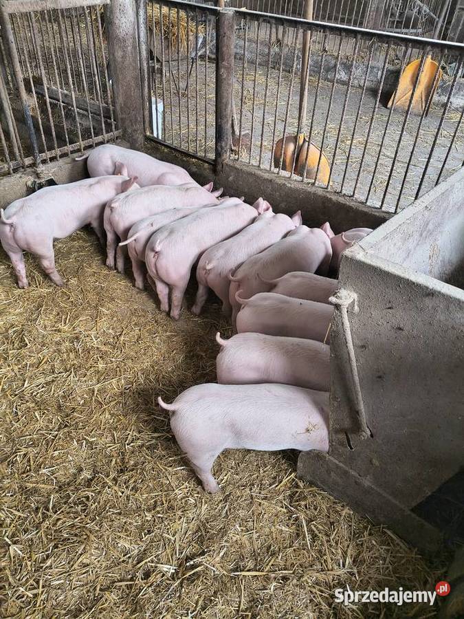 Prosięta Tymieniec sprzedam