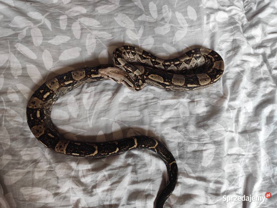 Samiec boa constrictorimperator Pruszków