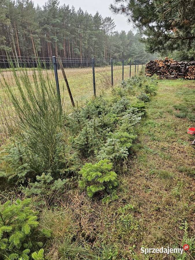 Piękne sadzonki swierk srebrny Ciechocinek