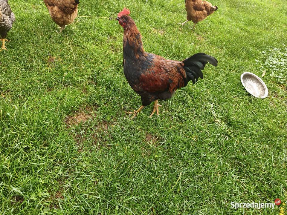 Sprzedam koguta Grabianka sprzedam