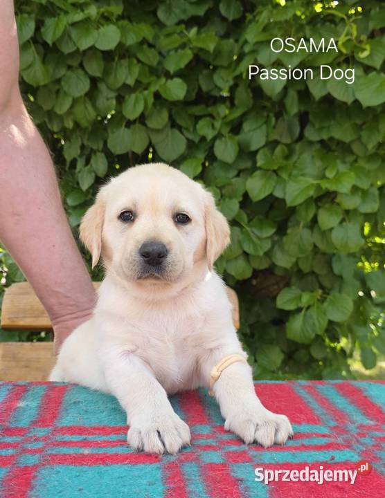 Labrador retriever biszkoptowe szczenięta FCI świętokrzyskie Chotów
