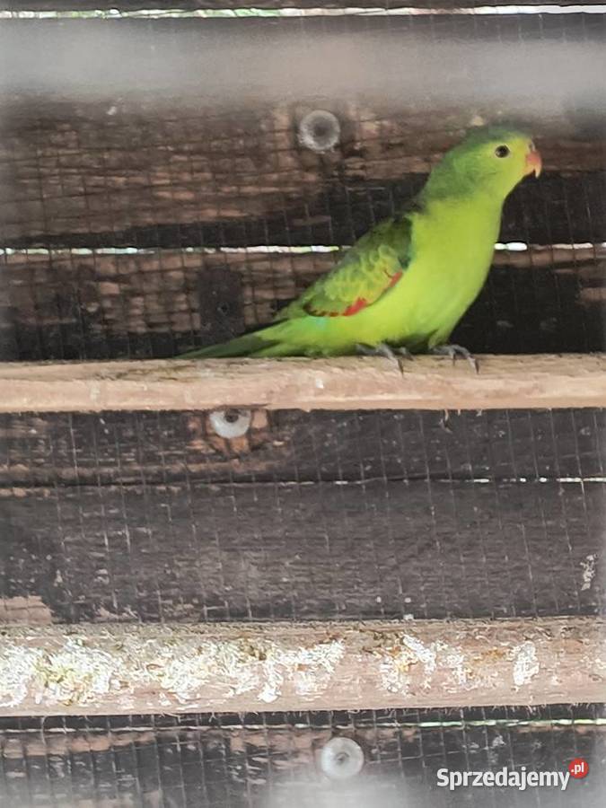 Papuga czerwonoskrzydła Czerwionka-Leszczyny