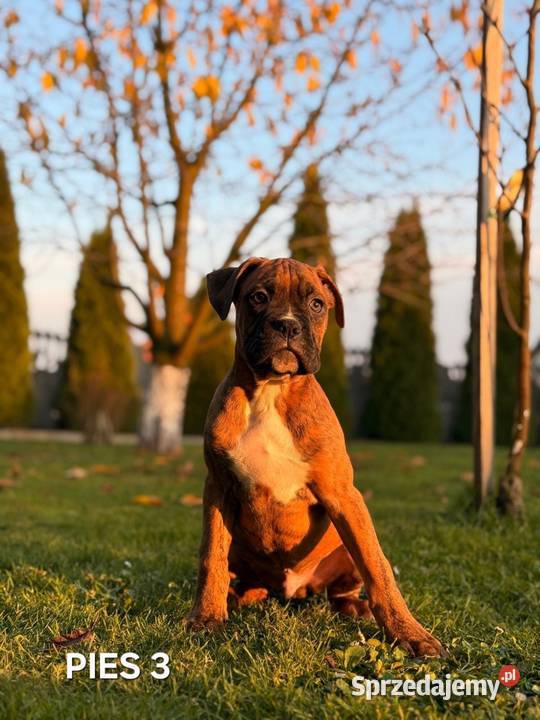 Szczeniaki Bokser Baszyny sprzedam