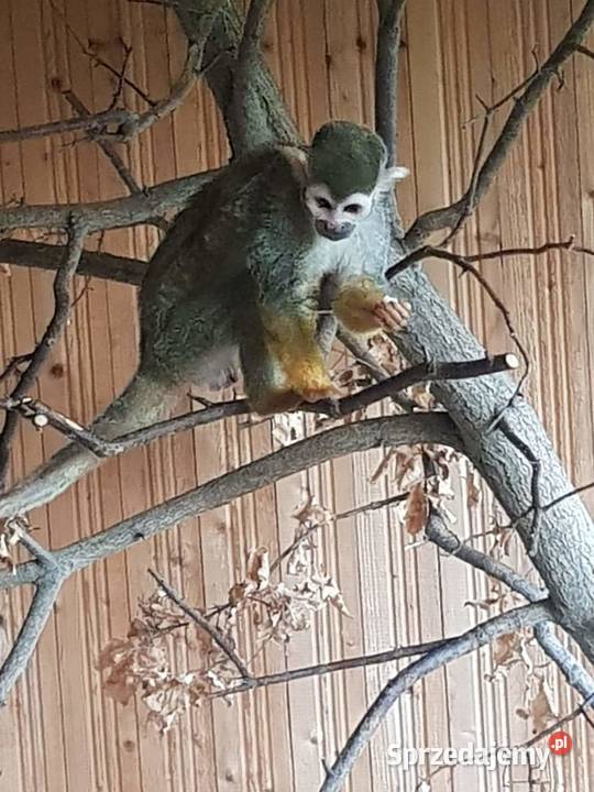 Sprzedam małpkę Sajmiri Opole