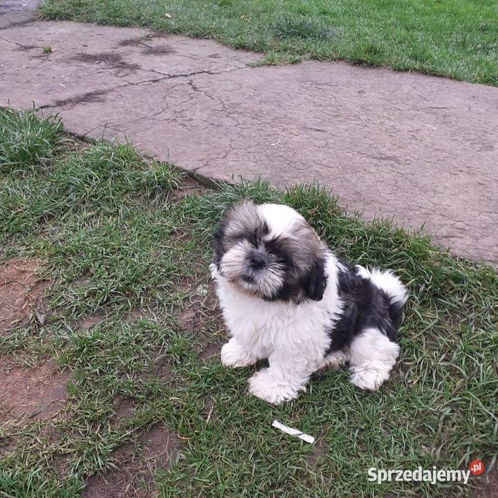Szczeniaki shih tzu Gostynin
