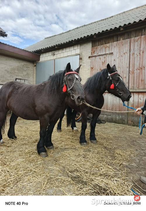 Klacz zimnokrwista typ sokólski ogier