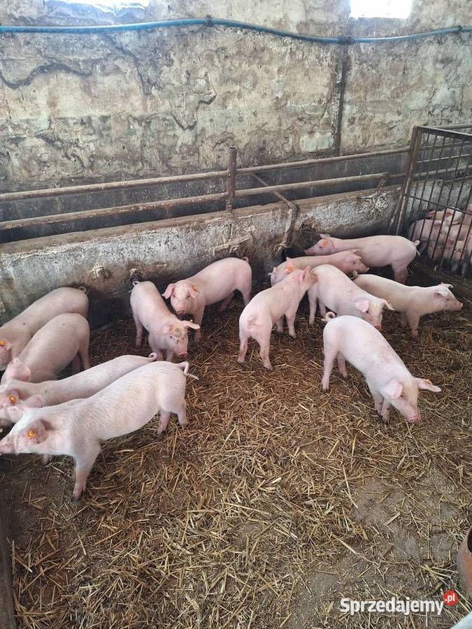 Trzoda chlewna Czerników Karski