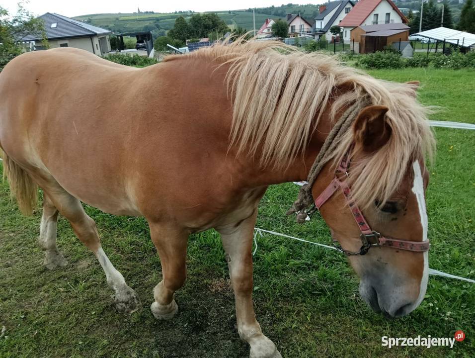 Sprzedam żrebicę zimnokrwistą Pogorzany